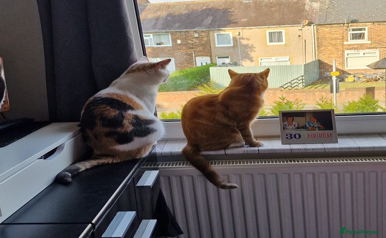 British Shorthair cats - Advert 1