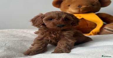Cockapoo dogs - Advert 11