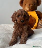 Cockapoo dogs - Advert 1