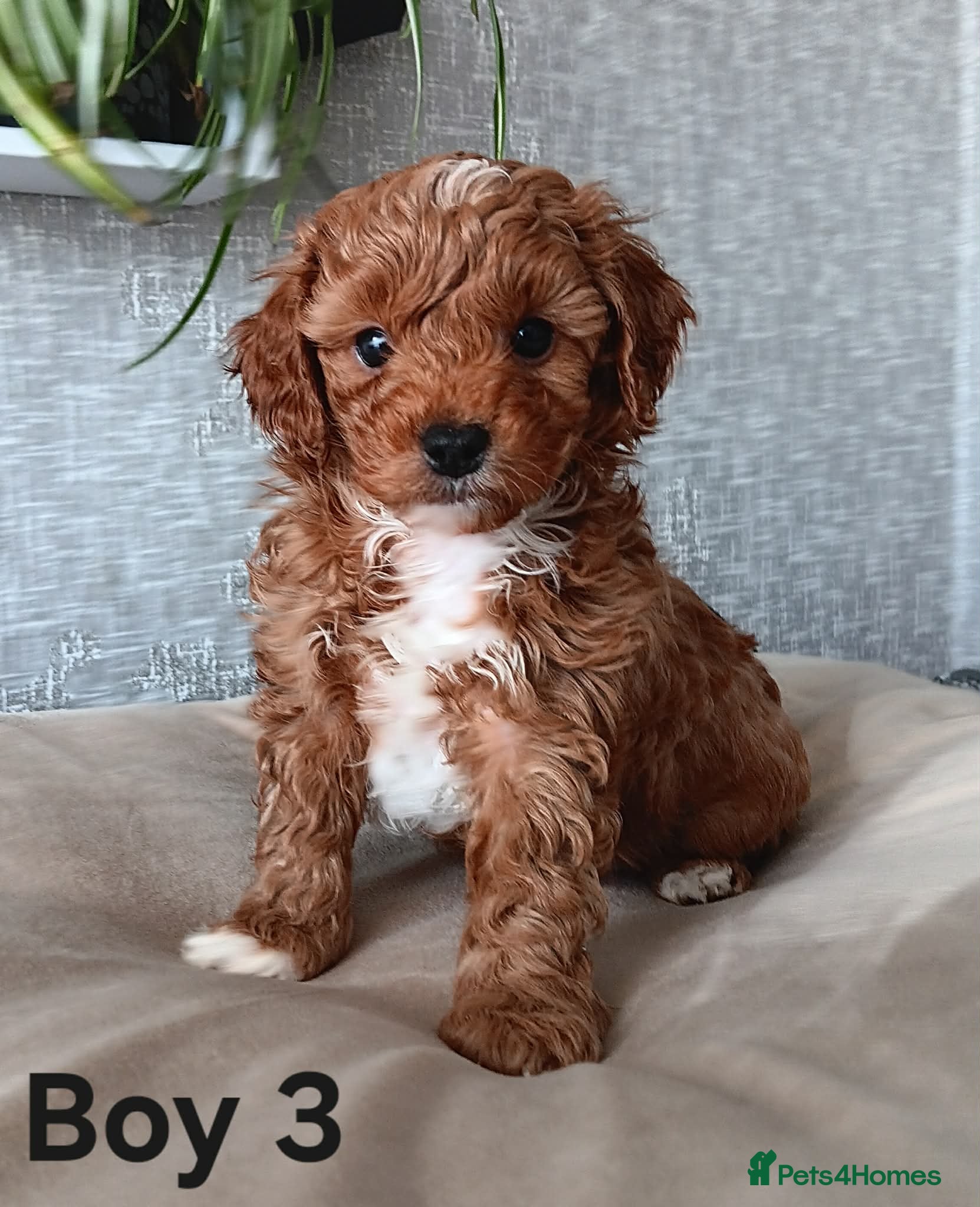 Cavapoochon dogs Stunning Cavapoochon Puppies - Advert 6