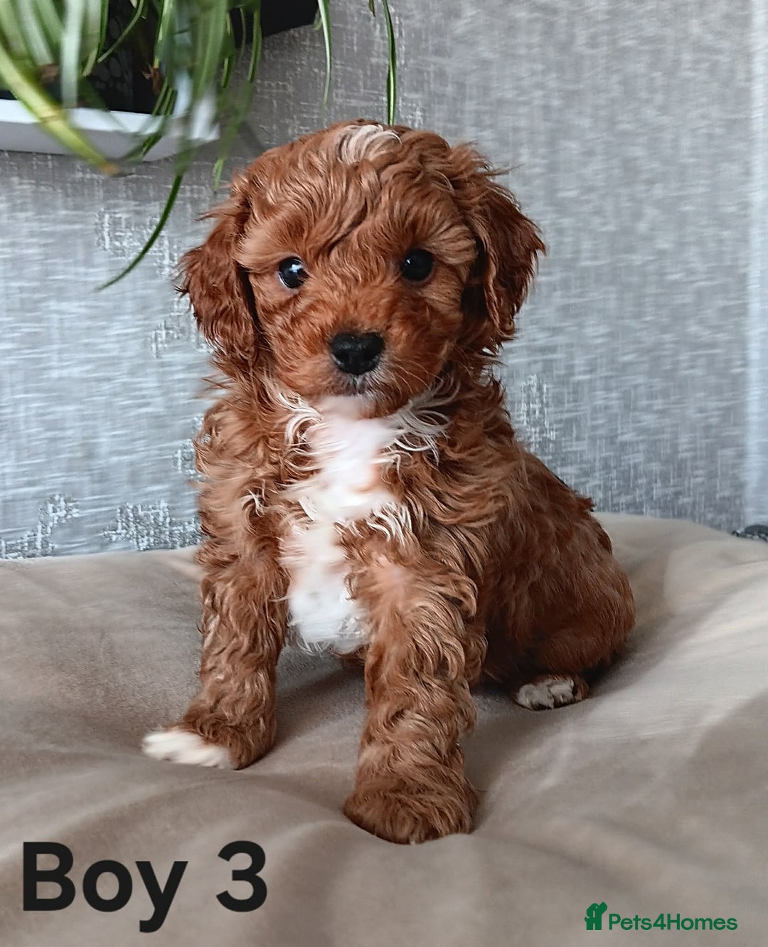 Cavapoochon dogs for sale: Stunning Cavapoochon Puppies - Advert 1