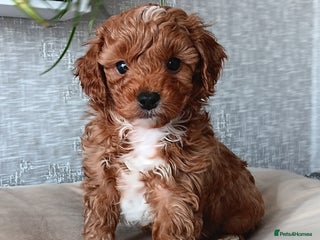 Cavapoochon dogs Stunning Cavapoochon Puppies - Advert 2