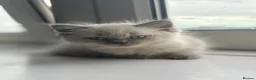 Mixed Breed cats for sale: British Longhair + Turkish Van Female Kitten - Advert 8