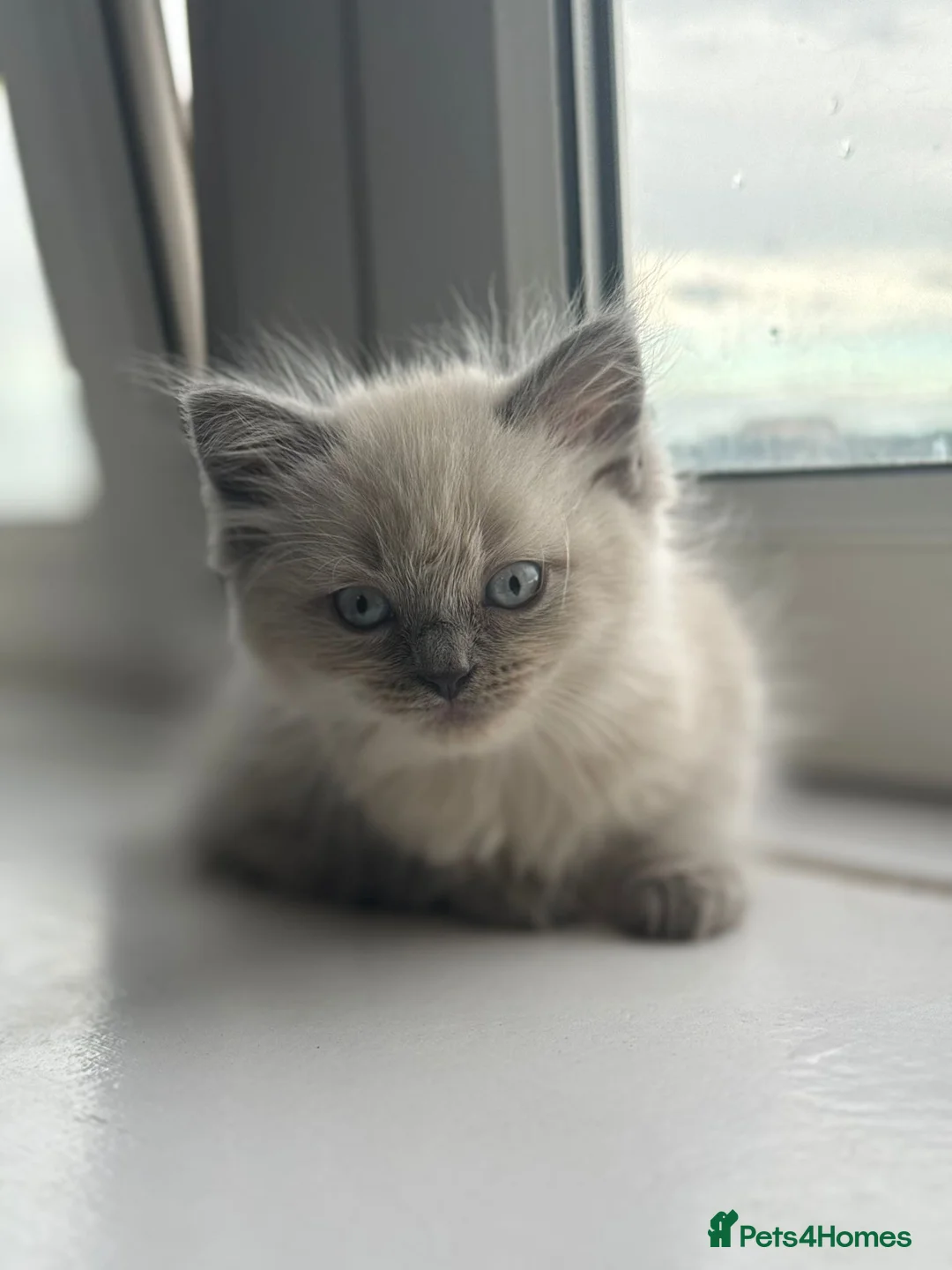 Mixed Breed cats for sale: British Longhair + Turkish Van Female Kitten - Advert 8