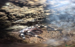 Python Snake reptiles for sale: Spiders and tarantulas - Advert 2