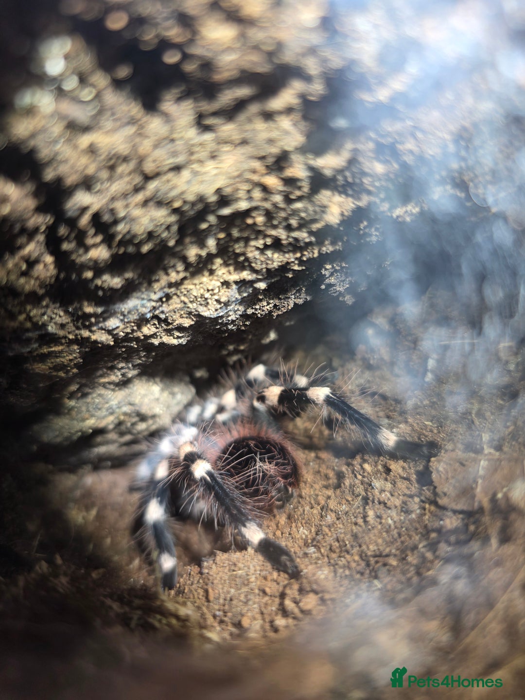 Python Snake reptiles for sale: Spiders and tarantulas - Advert 2