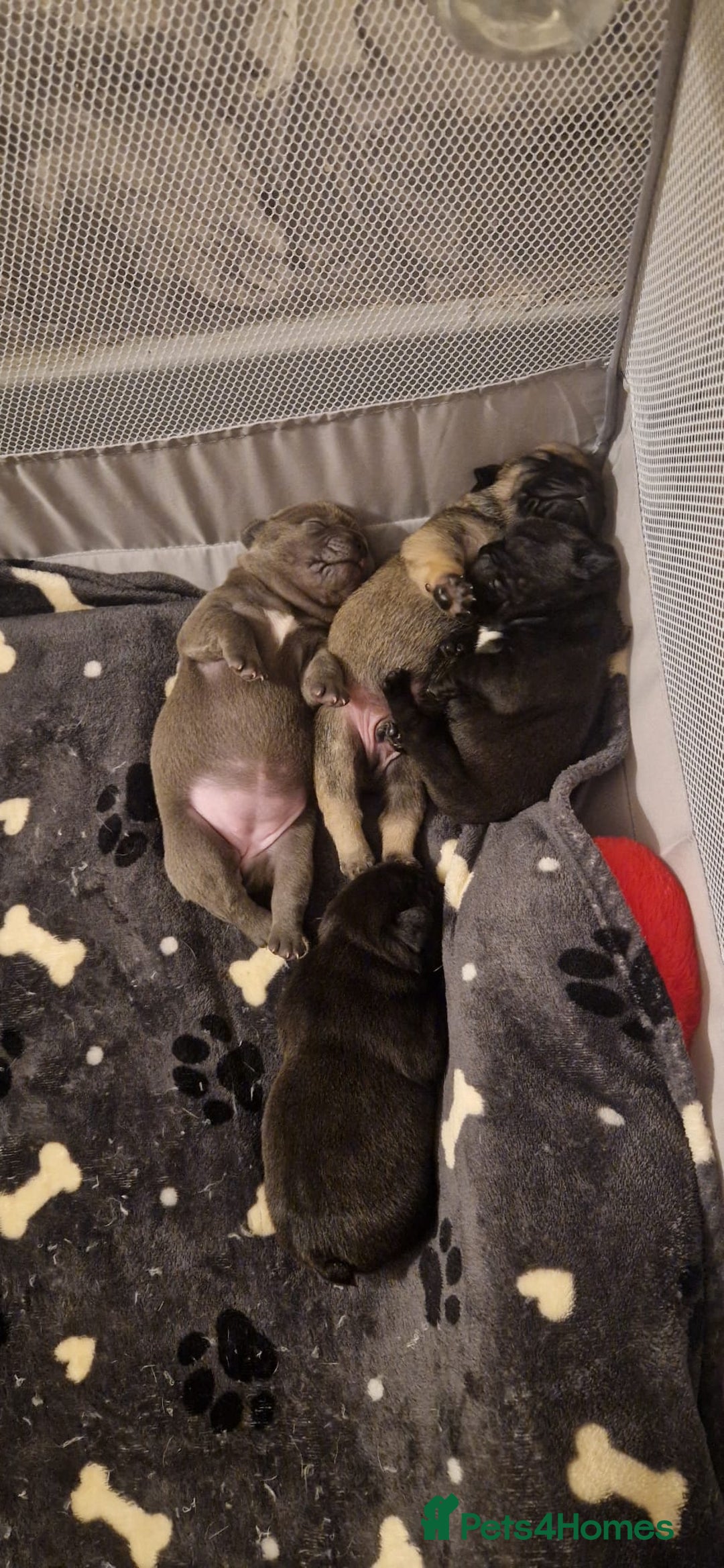Frug dogs for sale: 6 beautiful frug puppies.  - Image 12