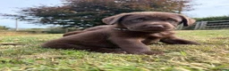 Labrador Retriever dogs for sale: 2 girls available Extenively health Tested READY - Advert 23