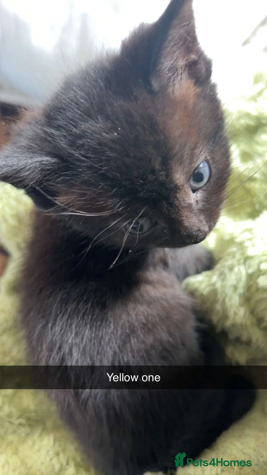 Mixed Breed cats for sale: Kittens  - Advert 7
