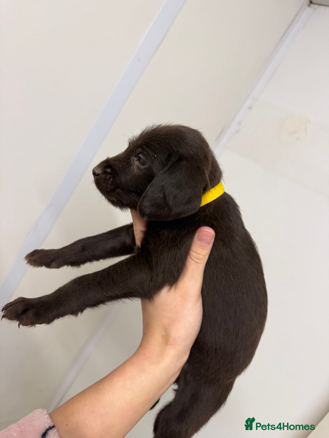 German Wirehaired Pointer dogs for sale: 11 German Wirehaired Pointer Puppys - Advert 15