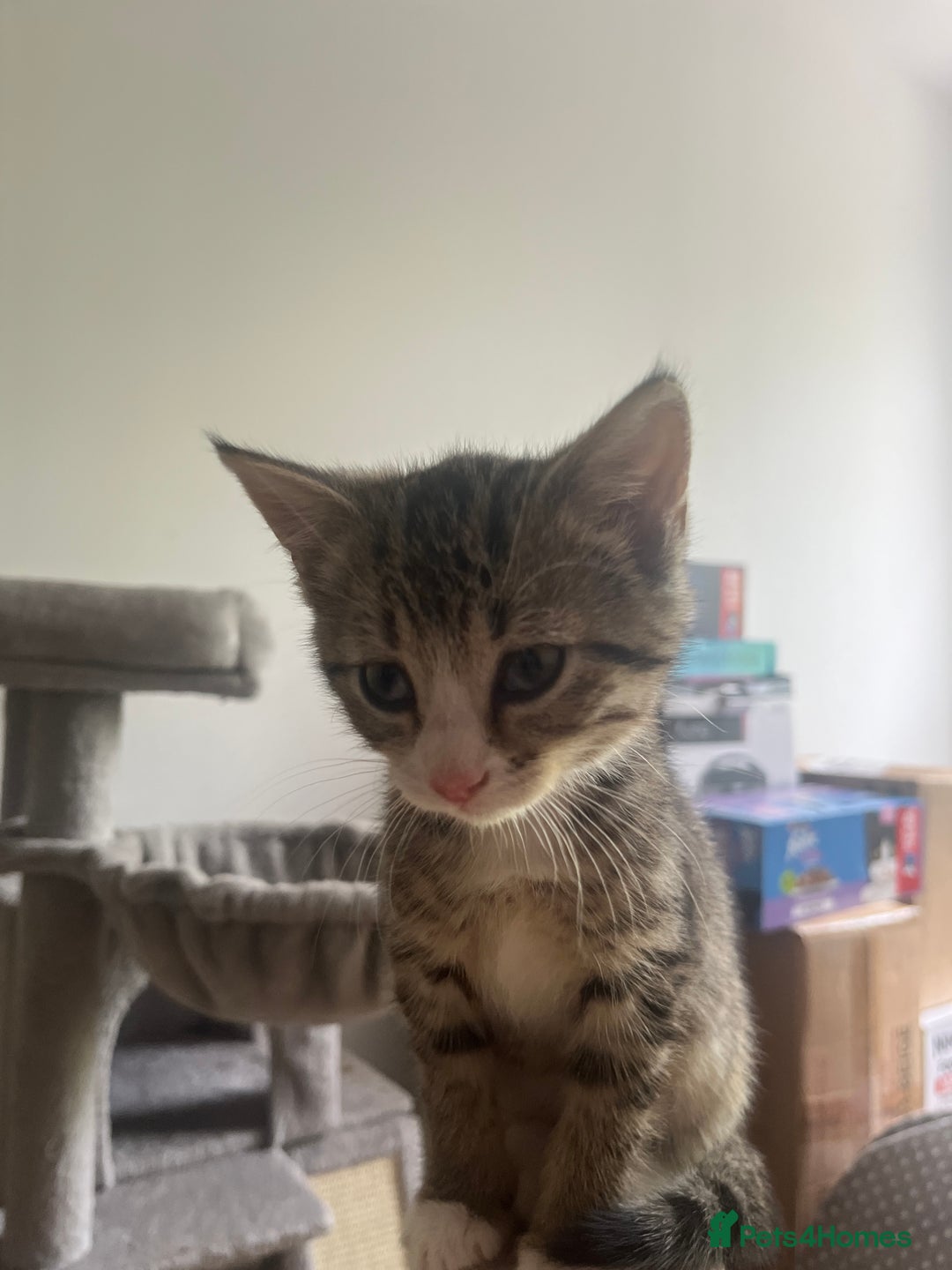 Mixed Breed cats for sale: One girl kitten - Image 3