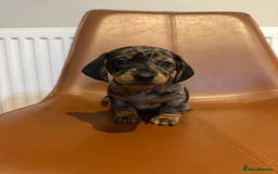 Dachshund dogs for sale: Chunky Standard Homebred Dachshunds - Image 13