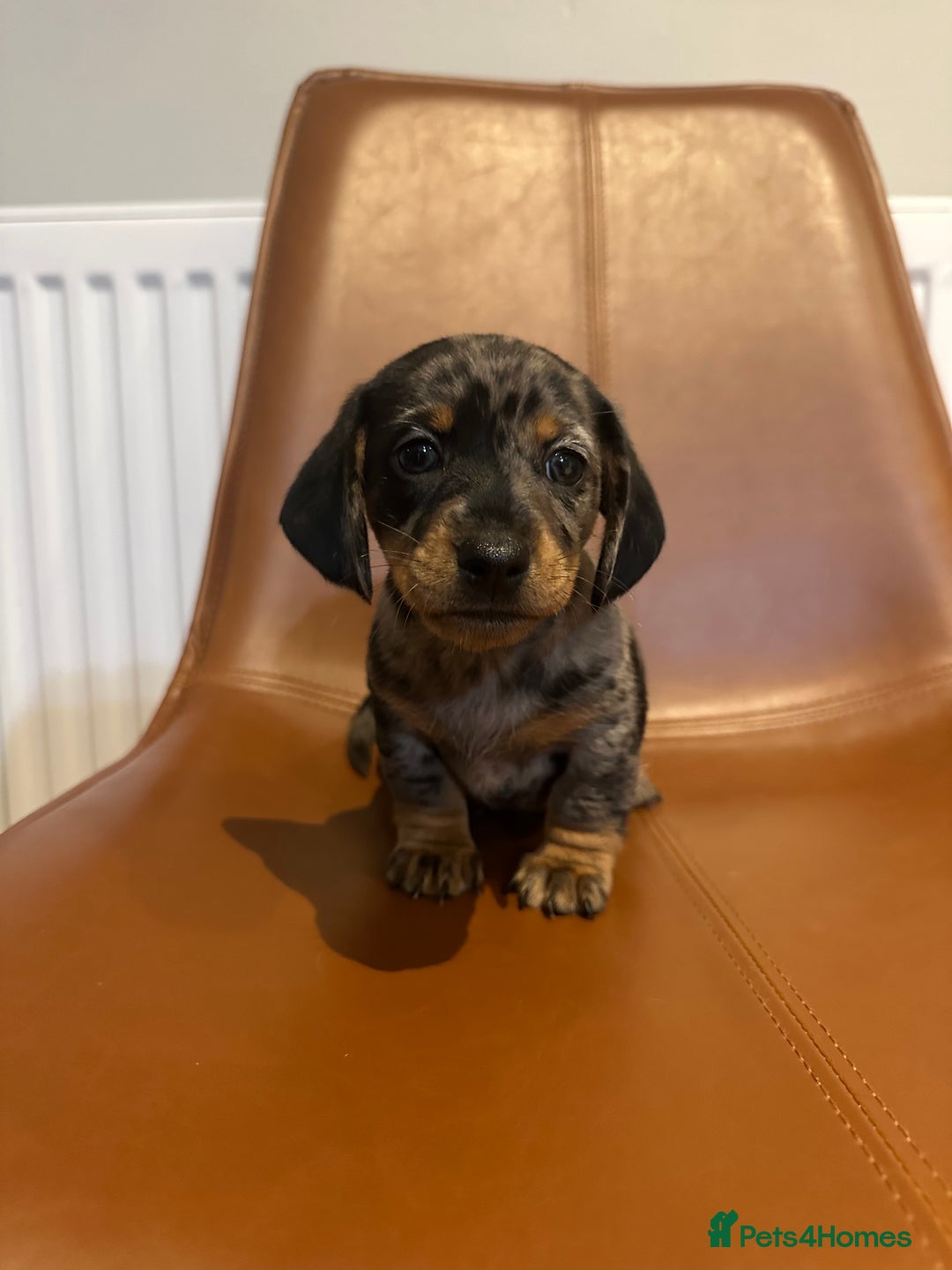 Dachshund dogs for sale: Chunky Standard Homebred Dachshunds - Image 13