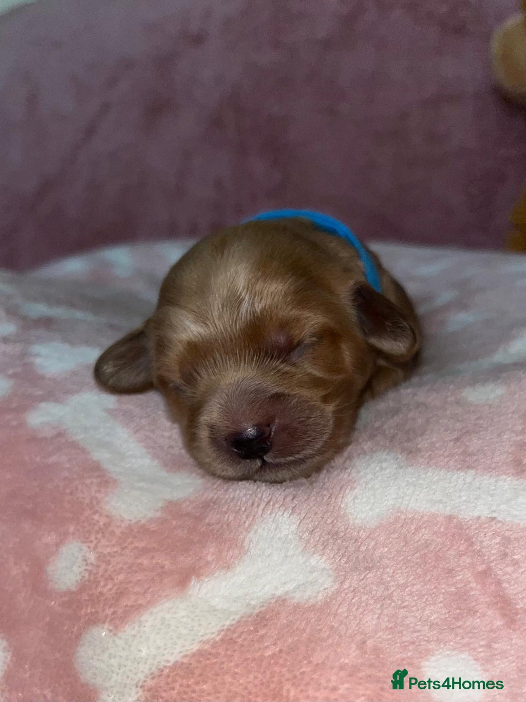 Cockapoo dogs for sale: 🌸3 gorgeous chunky Cockapoo puppy’s 🌸 - Image 17