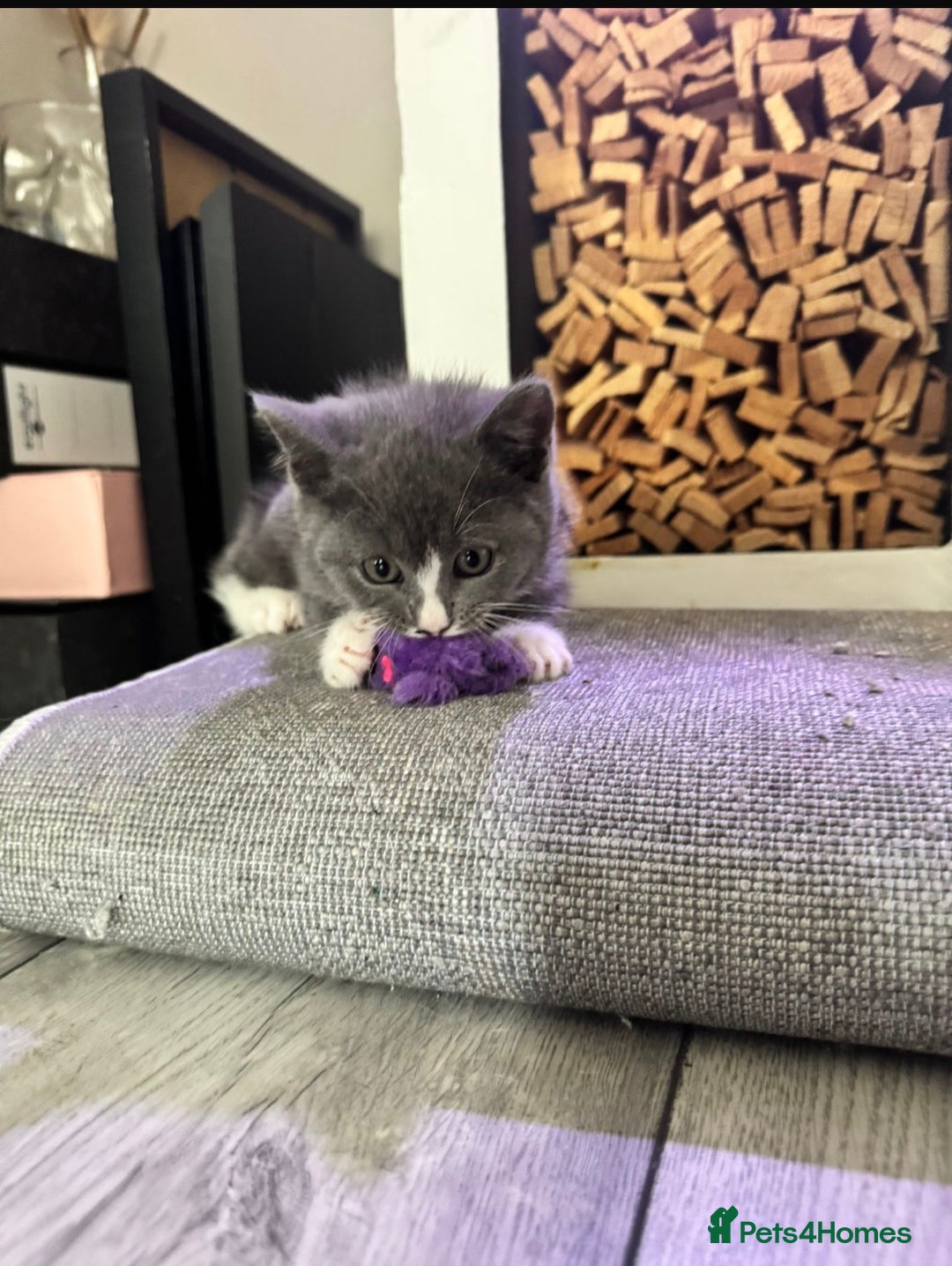 British Shorthair cats for sale: Blue British short-hair kittens - Advert 12