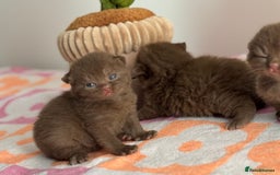British Shorthair cats for sale: 🧶🍩Chocolate BSH boys ⭐️💎GCCF reg  - Image 6