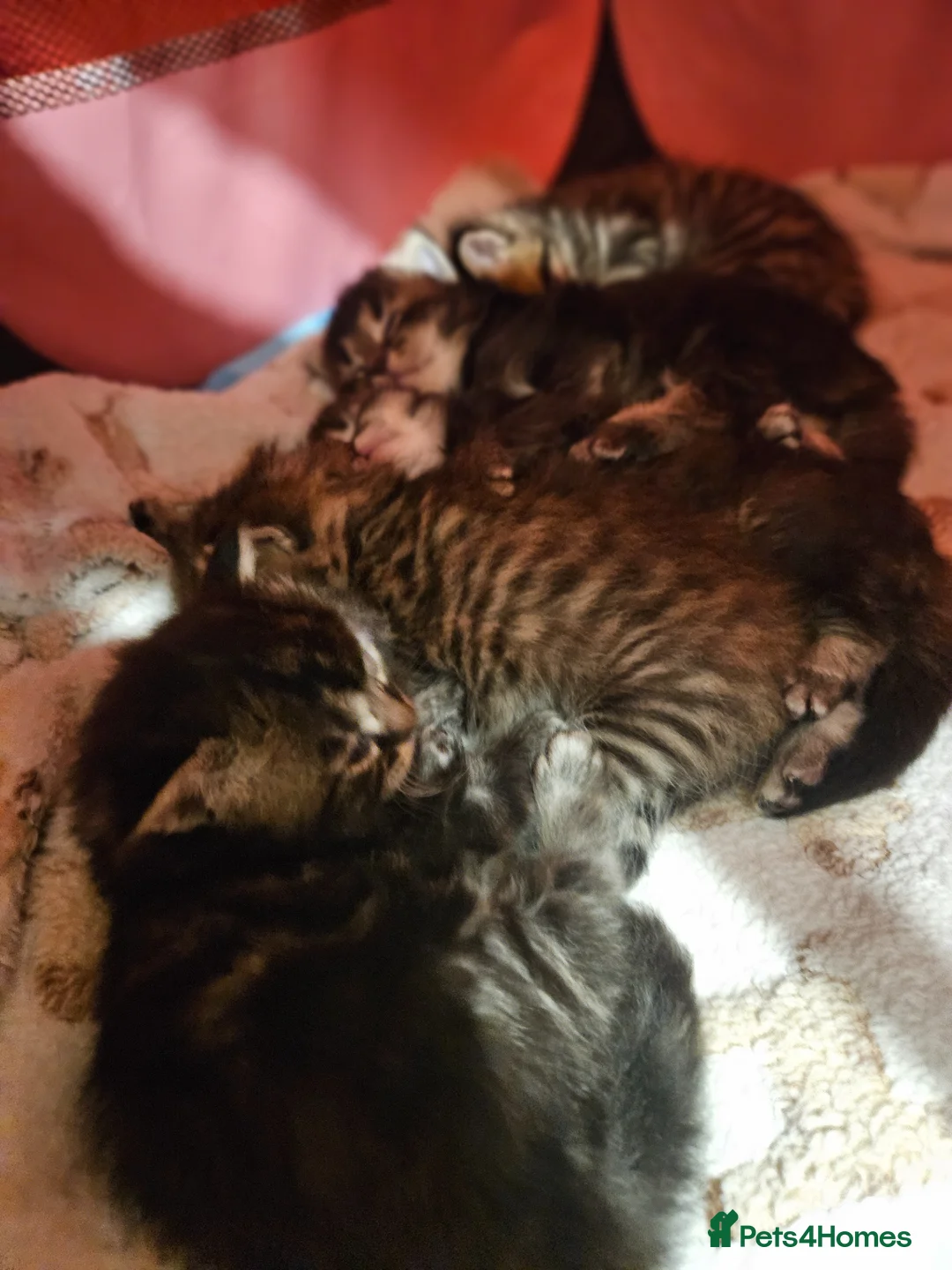 Mixed Breed cats for sale: Ragdoll Tabby Cross - Advert 1