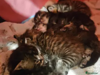 Mixed Breed cats Ragdoll Tabby Cross - Advert 1