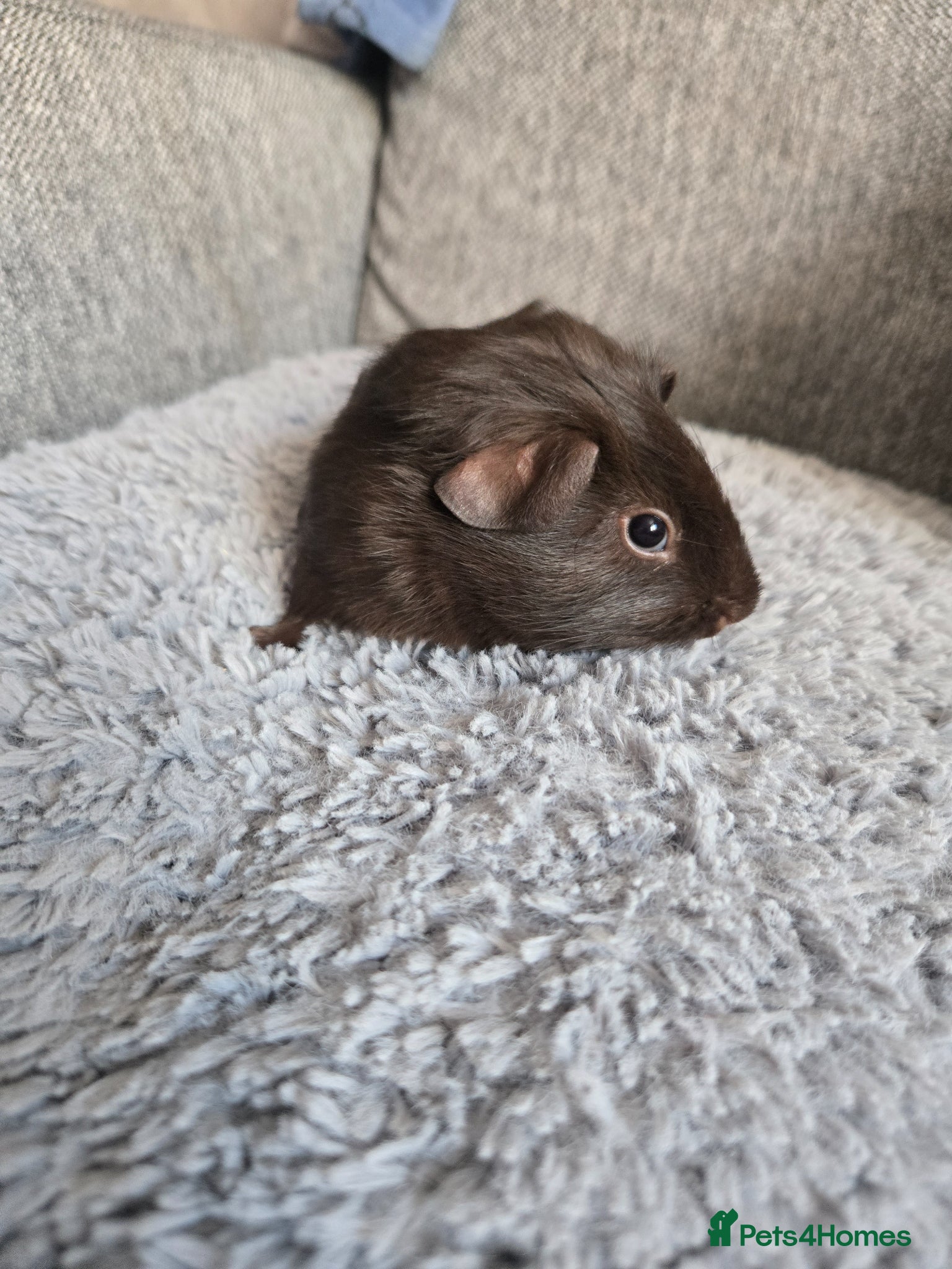 Guinea Pig rodents Baby guinea pigs - Advert 1