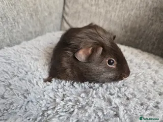 Guinea Pig rodents Baby guinea pigs - Advert 1