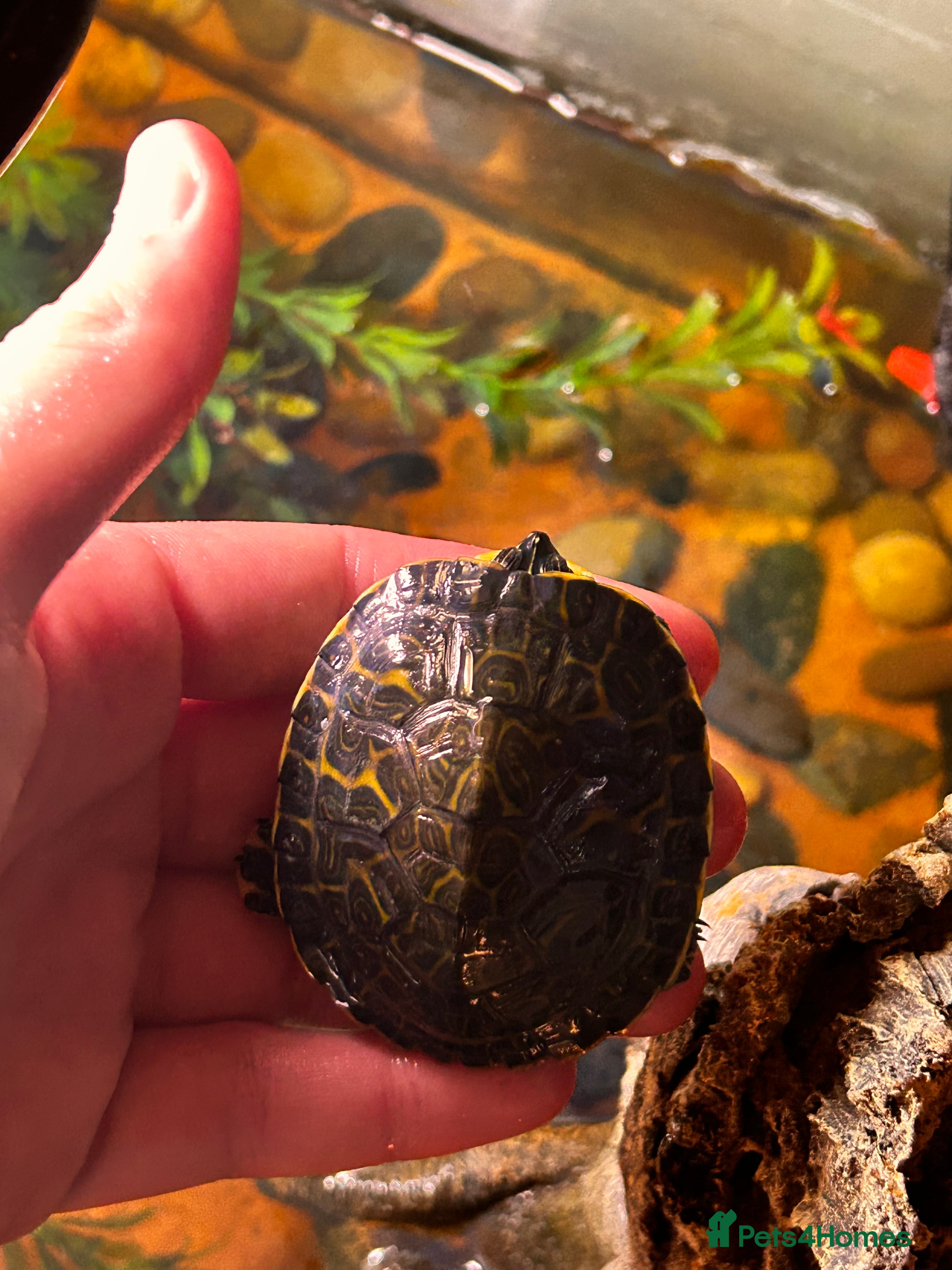 Turtle reptiles Red belly cooter  - Advert 7