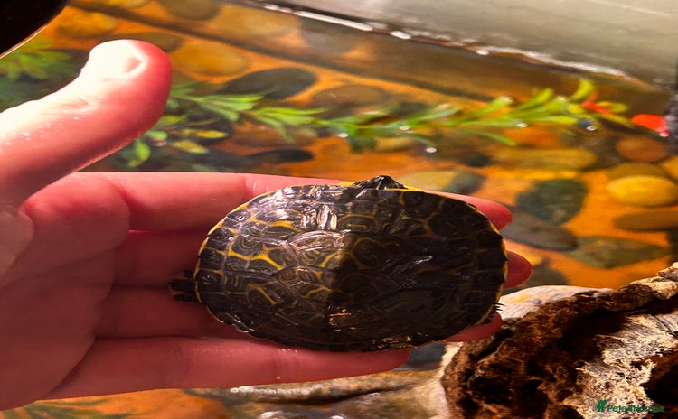 Turtle reptiles - Advert 1