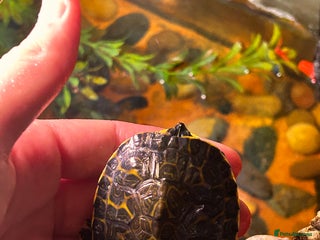 Turtle reptiles - Advert 1