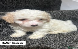 Cockapoo dogs for sale: Stunning toy cockapoo puppies  - Image 20