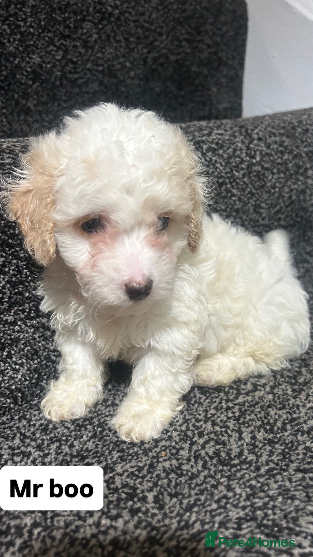 Cockapoo dogs for sale: Stunning toy cockapoo puppies  - Image 20