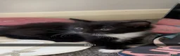 Domestic Shorthair cats for sale: 4 adorable little black & white girls - Advert 6