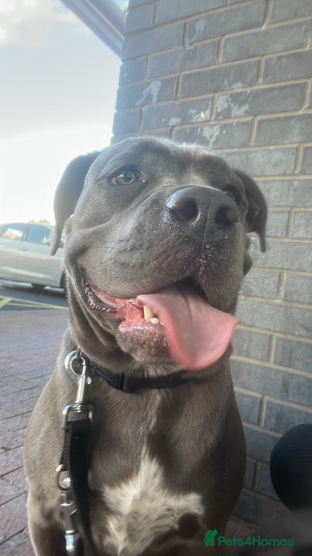 Mixed Breed dogs for sale: Cane corso cross looking for forever home - Image 2