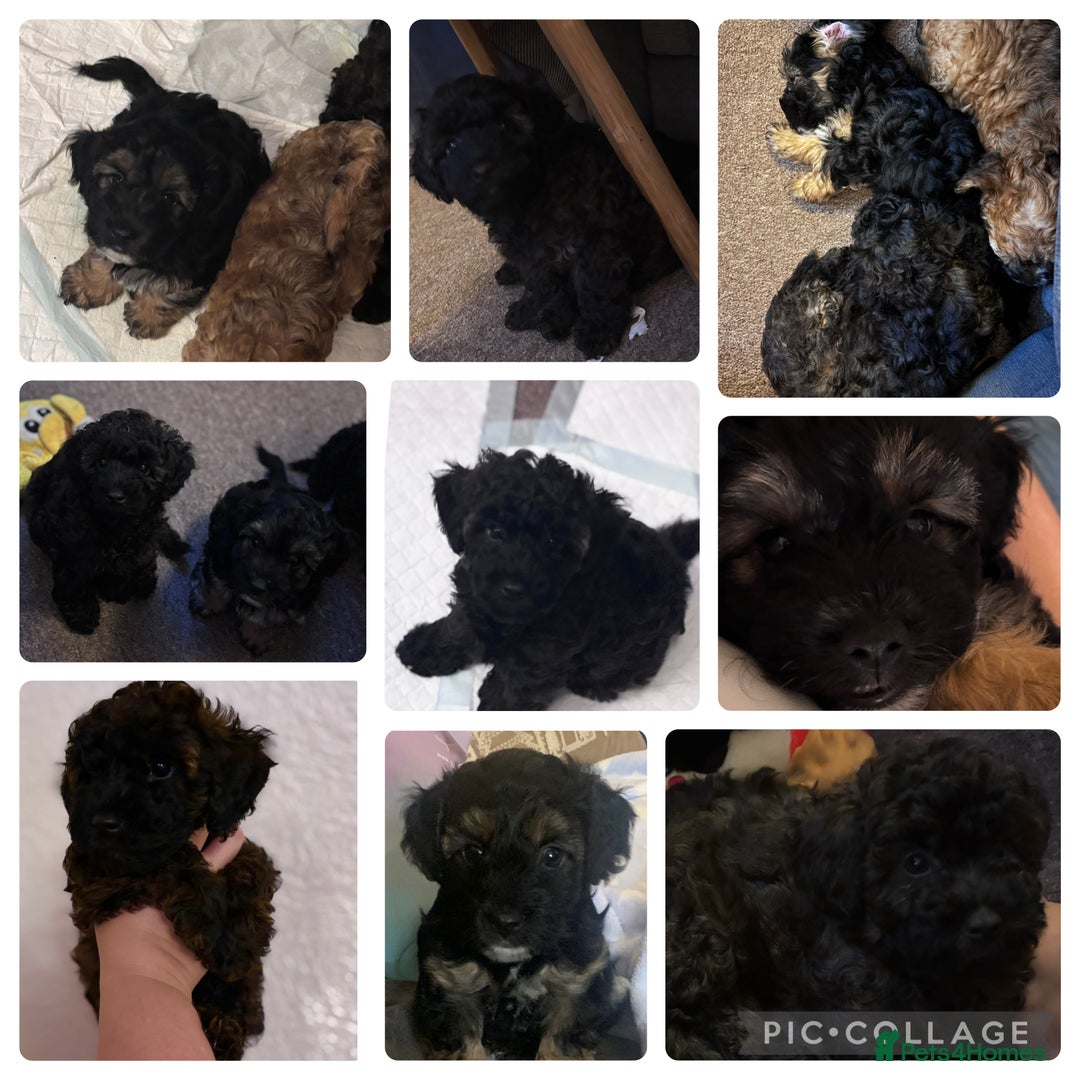 Yorkiepoo dogs for sale: Beautiful yorkipoo puppies - Image 4