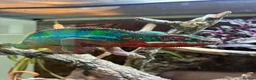 Chameleon reptiles for sale: Panther chameleon  in Wymondham - Advert 1