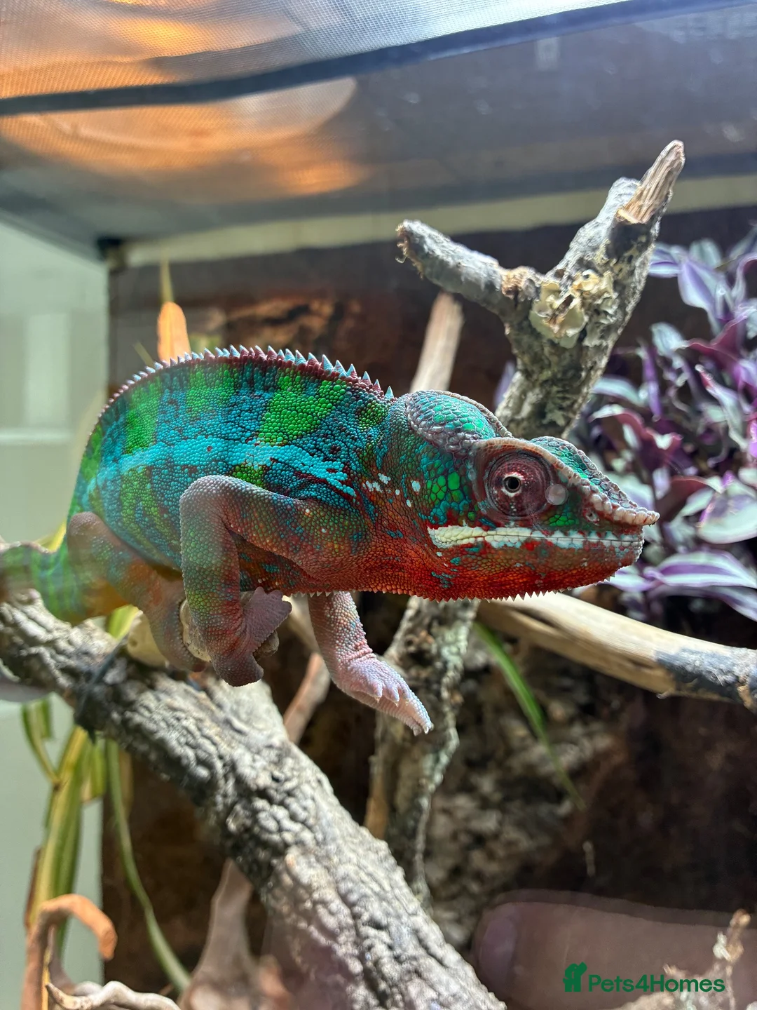 Chameleon reptiles for sale: Panther chameleon  in Wymondham - Advert 1