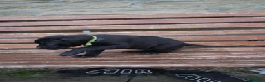 Cane Corso Puppy 5