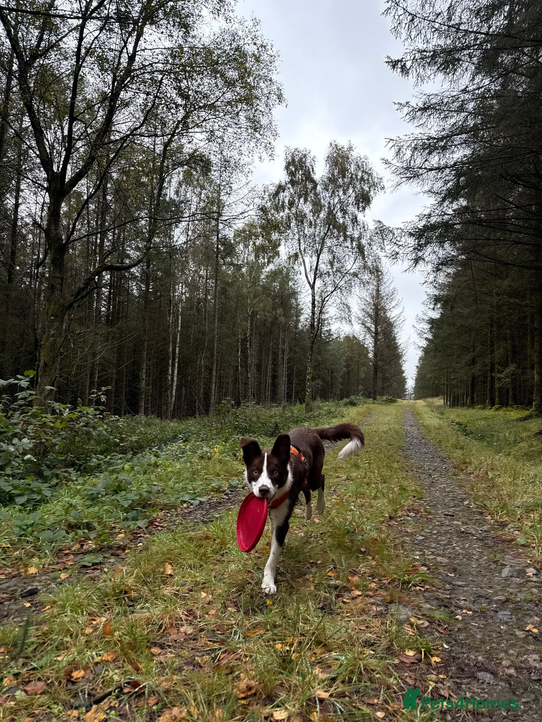 Border Collie dogs for sale: 10 month old Pure Border Collie 🐾 - Advert 9