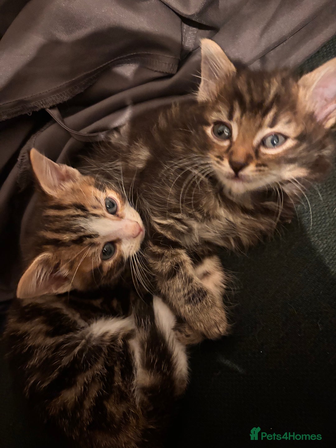 Mixed Breed cats for sale: Kittens  - Advert 4