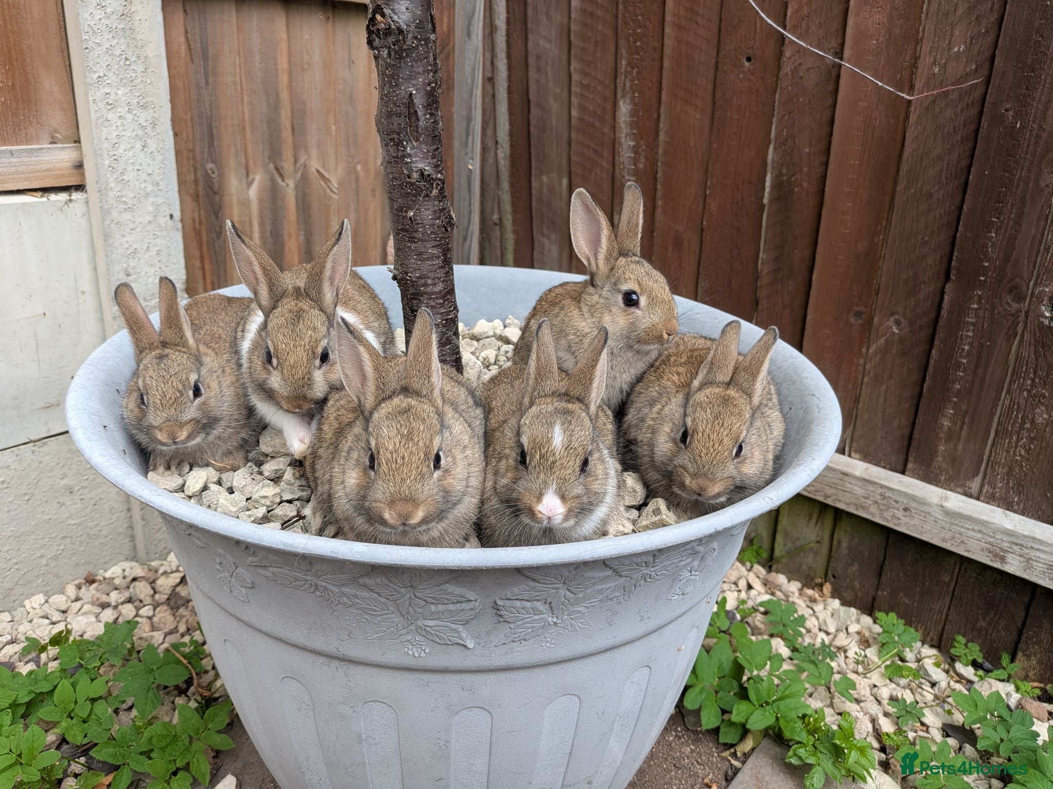 Mixed Breed rabbits Netherland Dwarf x Mini Rex Babies - Advert 1