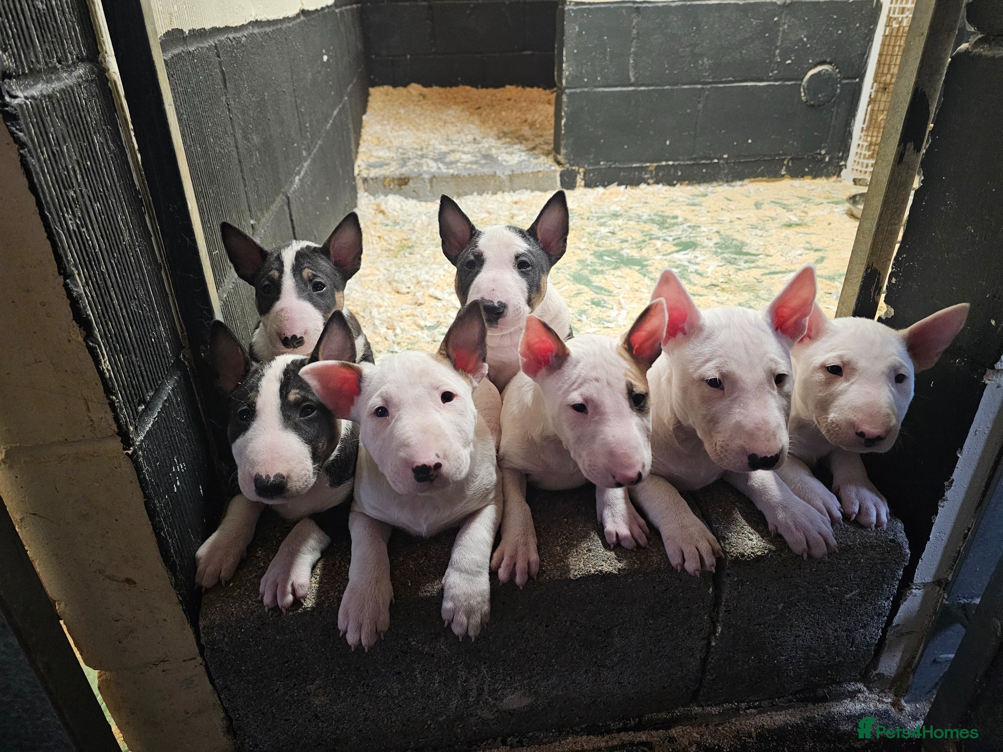English Bull Terrier dogs Stunning English bullterrier pups for sale - Advert 1