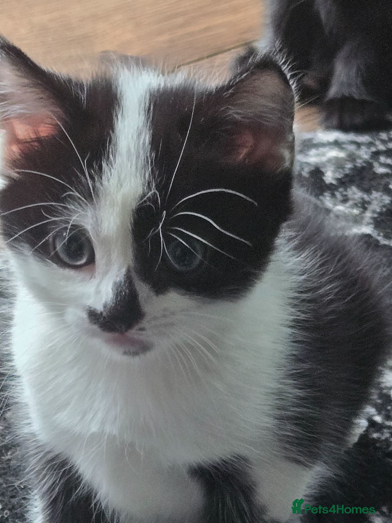 Mixed Breed cats Kittens  - Advert 1