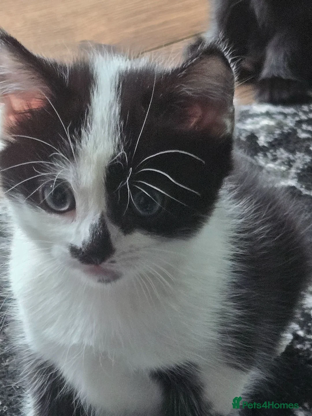 Mixed Breed cats for sale: Kittens  - Advert 1