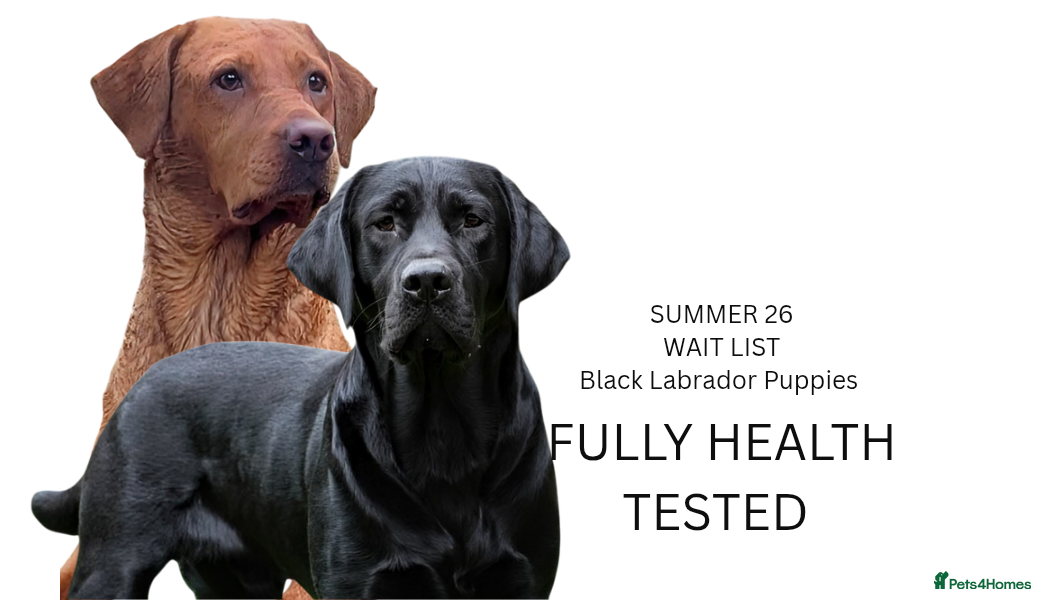 Labrador Retriever dogs Black Labrador Puppies  - Advert 2