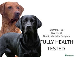 Labrador Retriever dogs Black Labrador Puppies - Advert 2