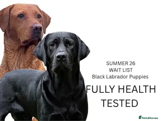Labrador Retriever dogs Black Labrador Puppies - Advert 17