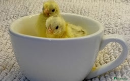 Chickens poultry for sale: Beautiful, days old Serama Chicks Available in Ruardean - Image 1