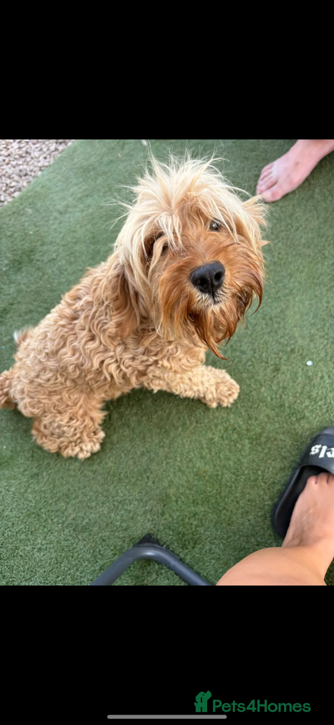 Cockapoo dogs for sale: Cockapoo Puppys  - Advert 1