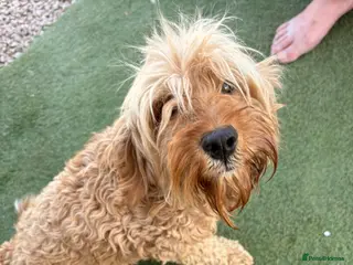 Cockapoo dogs Cockapoo Puppys - Advert 7