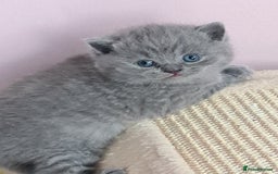 British Shorthair cats for sale: ⚜️British ShortHair Blue &Lilac kittens ⚜️GCCF ⚜️ - Image 10