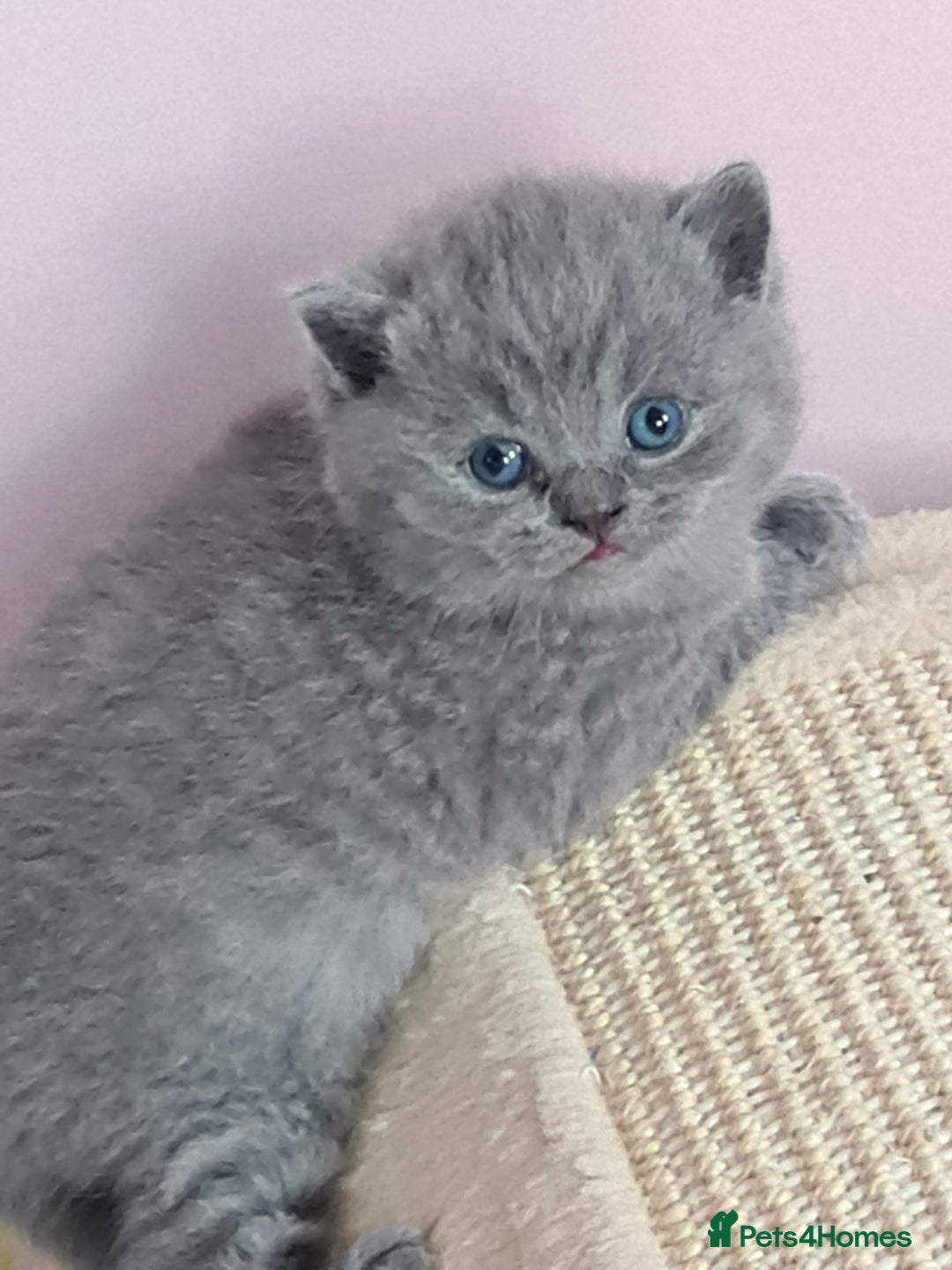 British Shorthair cats for sale: ⚜️British ShortHair Blue &Lilac kittens ⚜️GCCF ⚜️ - Image 10