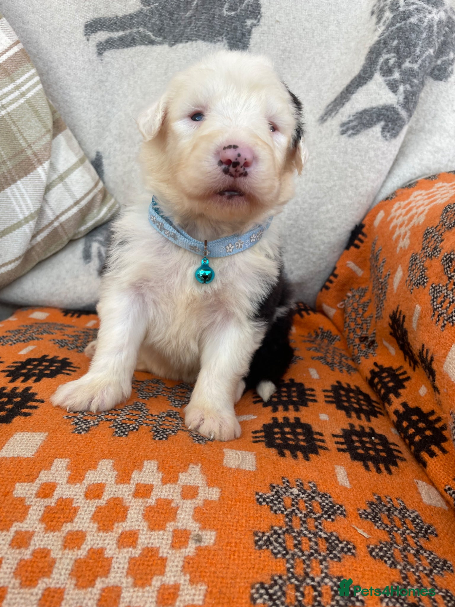 Old English Sheepdog dogs Old English sheep dog puppies  - Advert 1